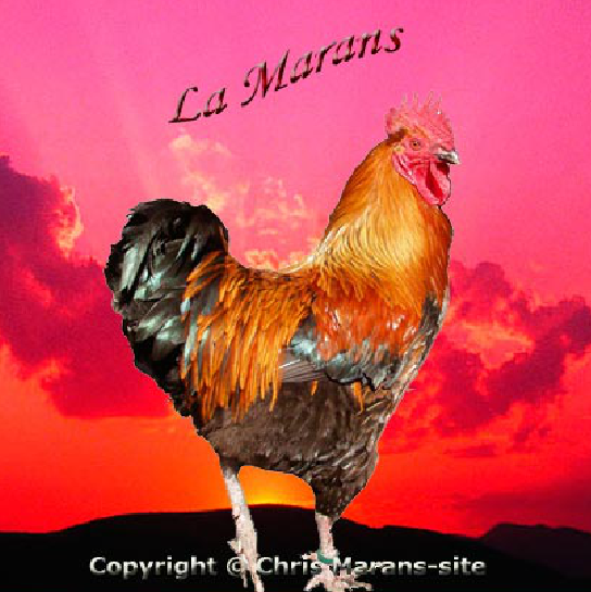 marans.png